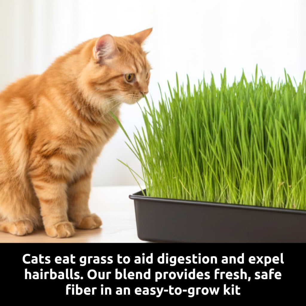 Cat Grass Growing Kit with Organic Seed and Jute Grow Mats N425005